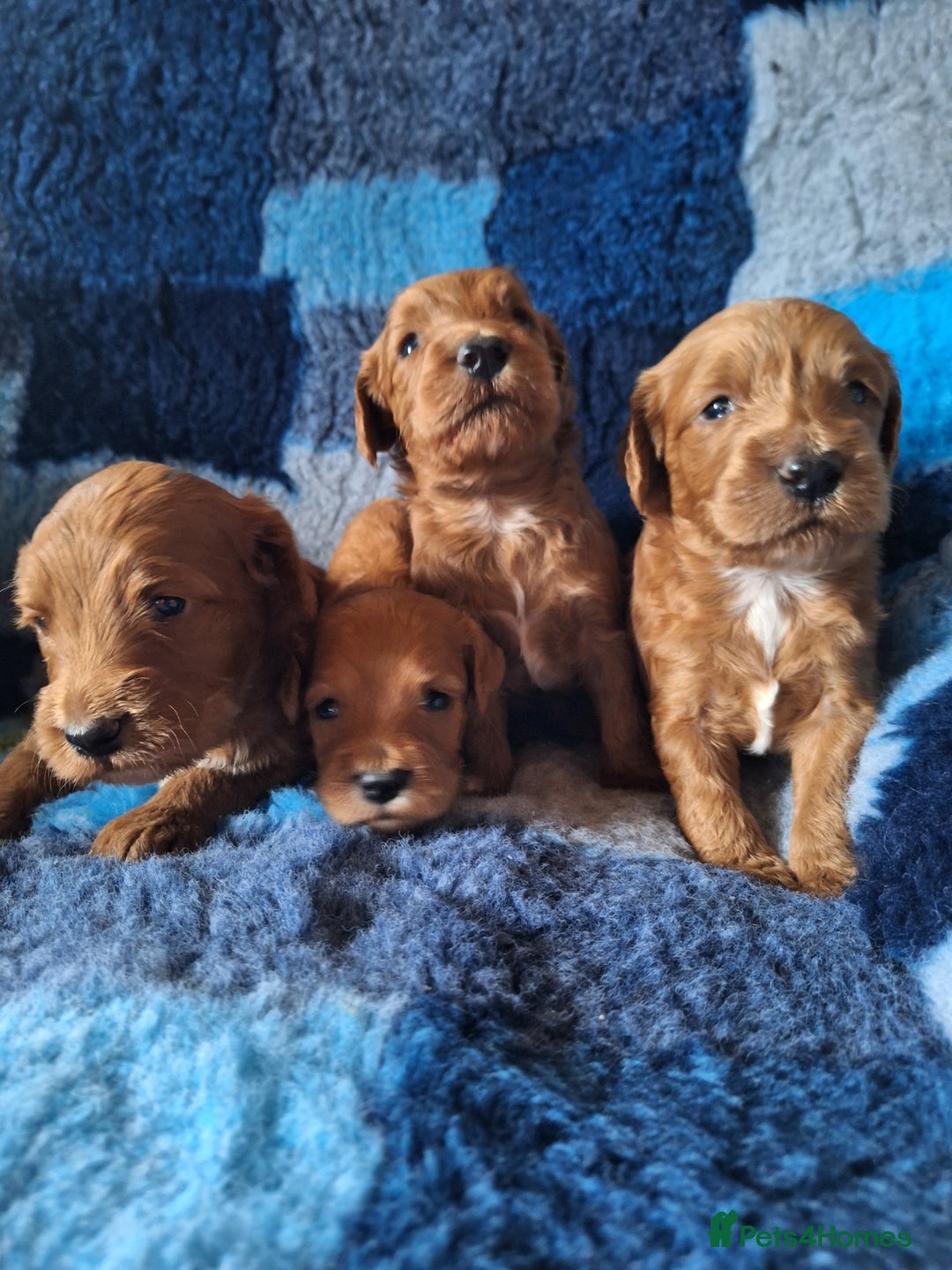 Cockapoo dogs for sale: Cockerpoo Puppies – Standard Size Red Boys Only - Image 15
