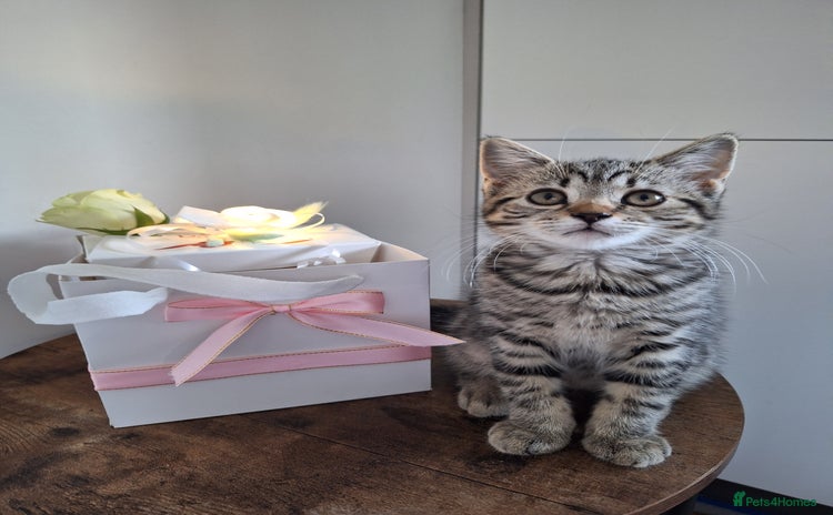 British Shorthair cats - Advert 4