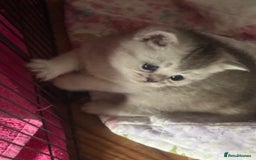 British Shorthair cats for sale: 🥰Beautiful kittens with rare colouring🥰 - Image 34