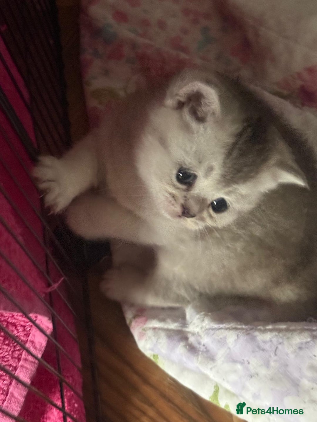 British Shorthair cats for sale: 🥰Beautiful kittens with rare colouring🥰 - Image 34