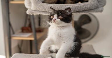 British Shorthair cats - Advert 5
