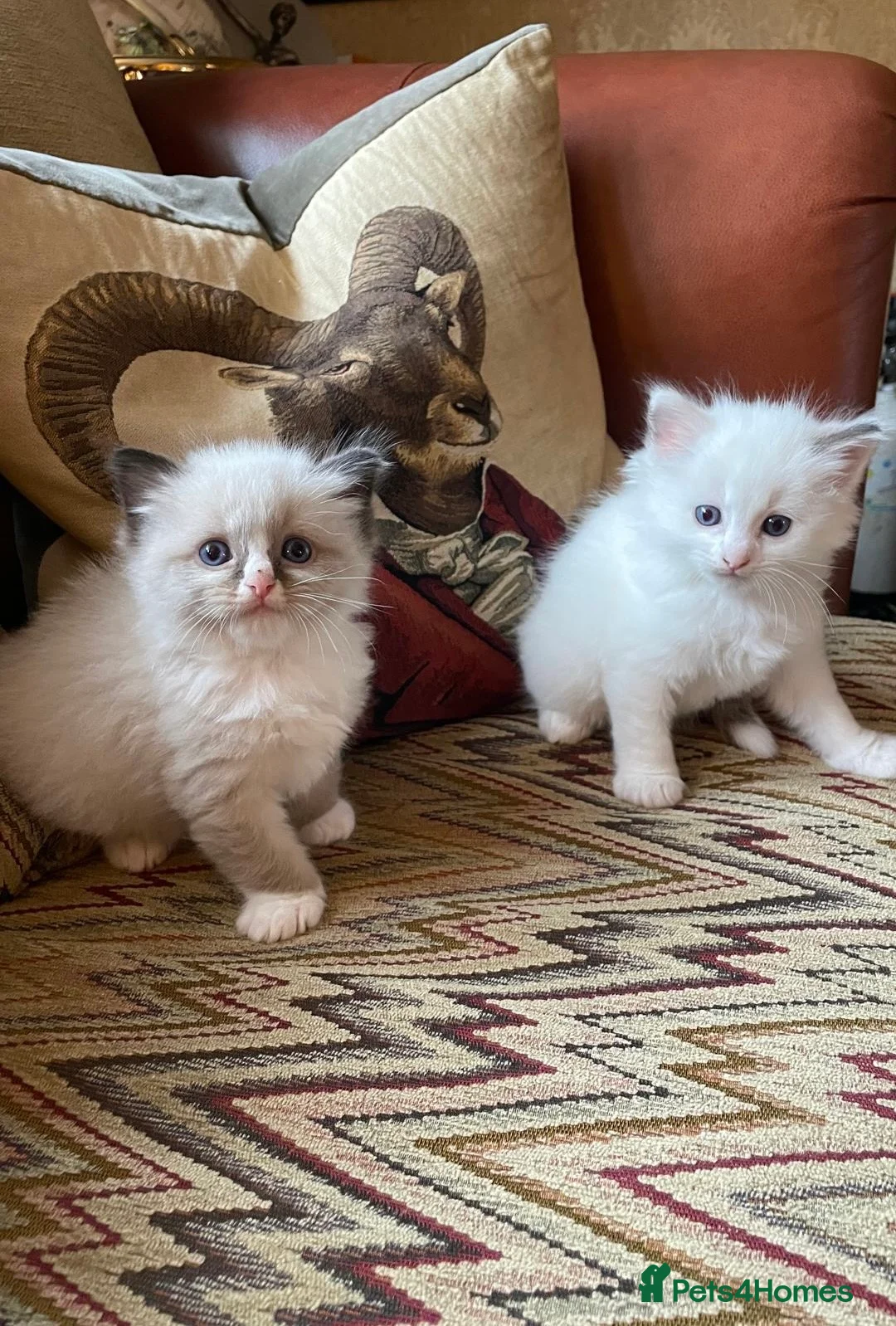 Ragdoll cats for sale: 💙 3 Left! Beautiful Ragdoll Kittens for Sale - Advert 1