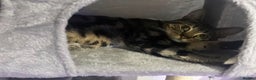 Mixed Breed cats for sale: Male cat FOR FREE REHOMING read description  - Advert 1