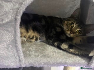 Mixed Breed cats Male cat FOR FREE REHOMING read description - Advert 1