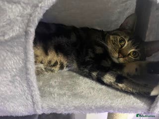 Mixed Breed cats READ DESCRIPTION- Male cat - Advert 23