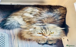 Scottish Fold cats for sale: Scotich fold long hair  - Image 5