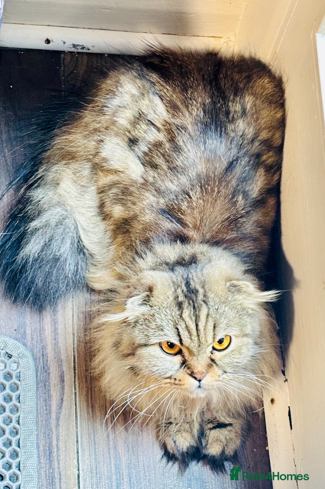 Scottish Fold cats for sale: Scotich fold long hair  - Image 5