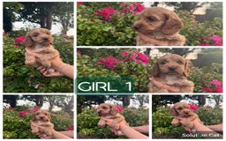 Cockapoo dogs for sale: Only 4 girls left, health checked, ready to go.  - Image 13