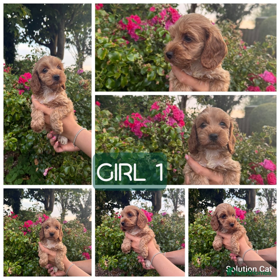 Cockapoo dogs for sale: Only 4 girls left, health checked, ready to go.  - Image 13