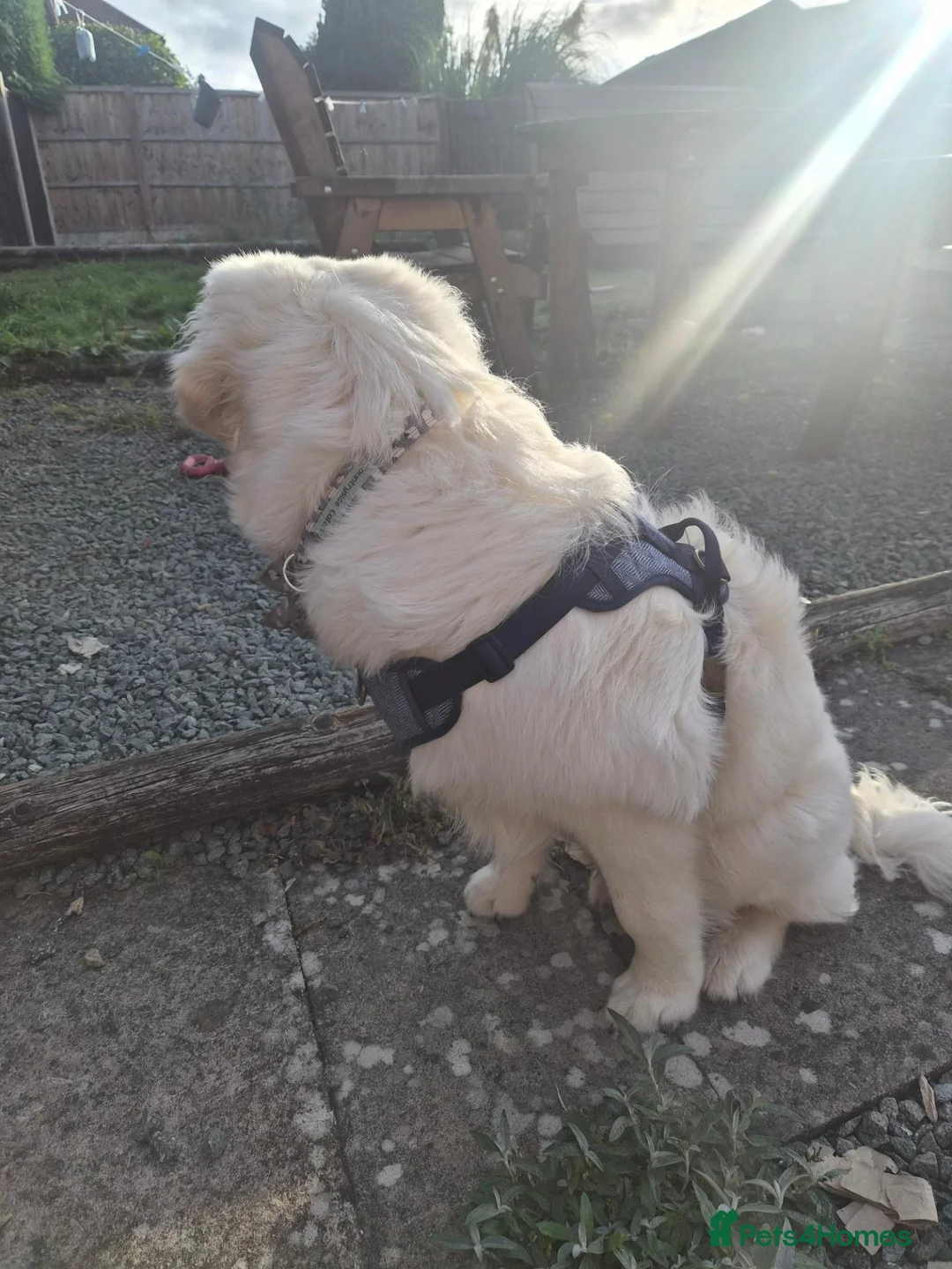 Golden Retriever dogs for sale: 7 month old golden retriever in Shrewsbury - Advert 2
