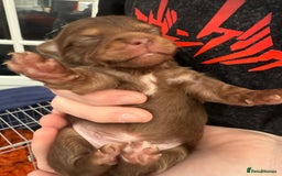 Pomchi dogs for sale:  **  Beautiful Pomchi loved & socialised  - Image 5