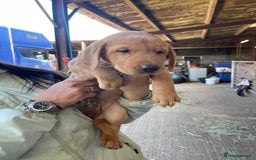 Labrador Retriever dogs for sale: Labrador puppies working or pet - Image 1