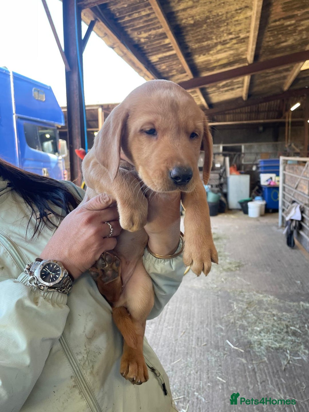Labrador Retriever dogs for sale: Labrador puppies working or pet - Image 1