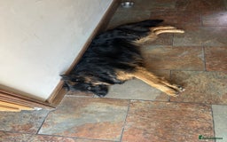 German Shepherd dogs for sale: Bruno - Image 4