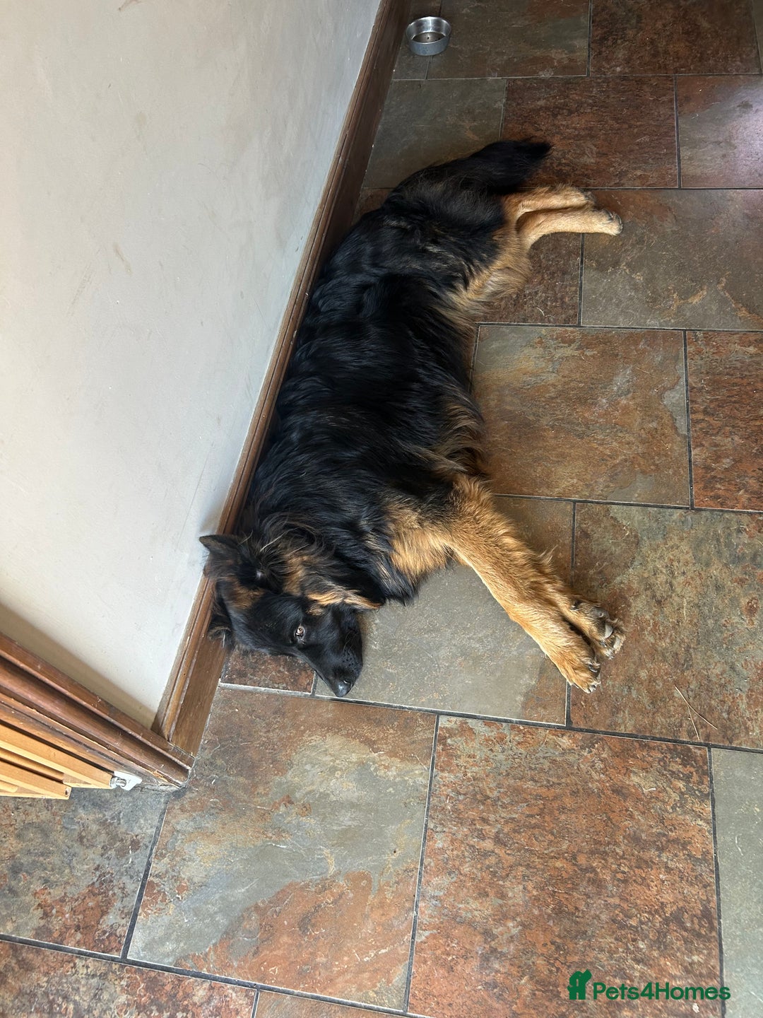 German Shepherd dogs for sale: Bruno - Image 4