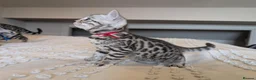 Bengal cats for sale: 🖤🩶🤍 Stunning Bengal Kittens 🤍🩶🖤 - Advert 3