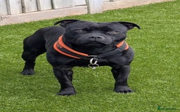 Staffordshire Bull Terrier dogs for sale: Champion sired blue Staffy pups - Image 14