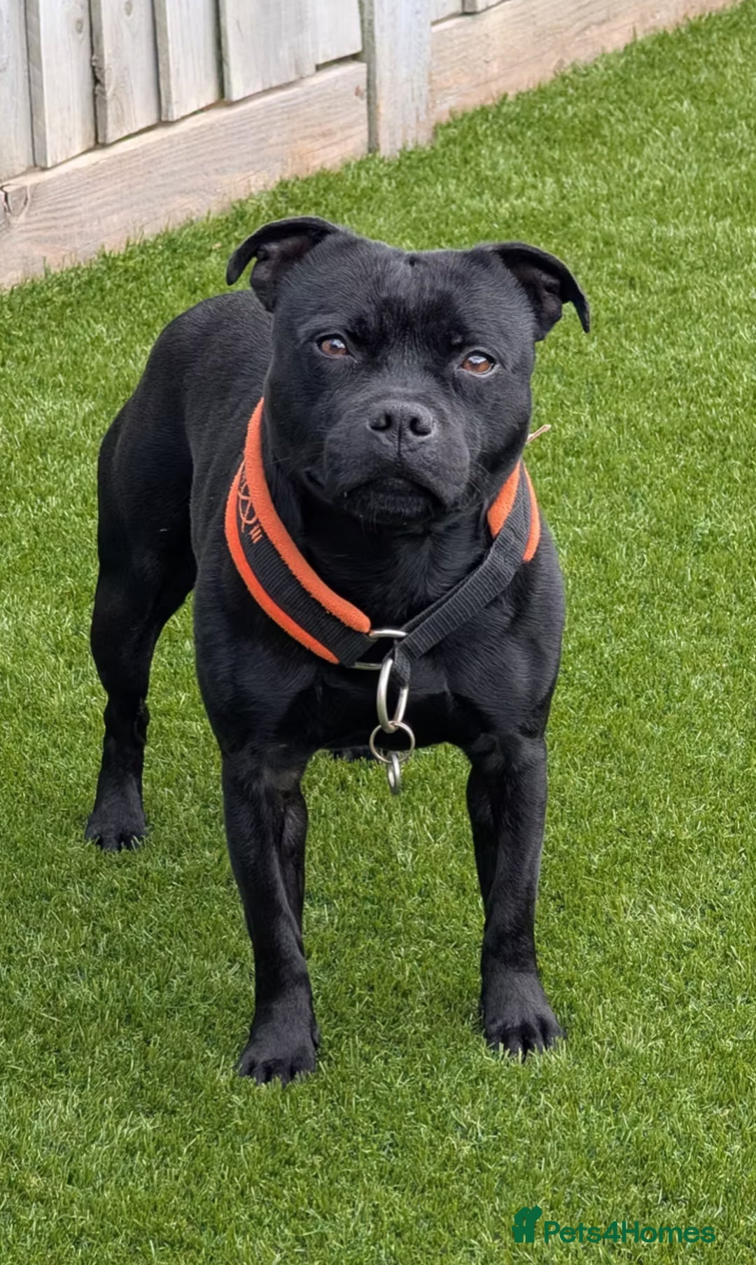 Staffordshire Bull Terrier dogs for sale: Champion sired blue Staffy pups - Image 14