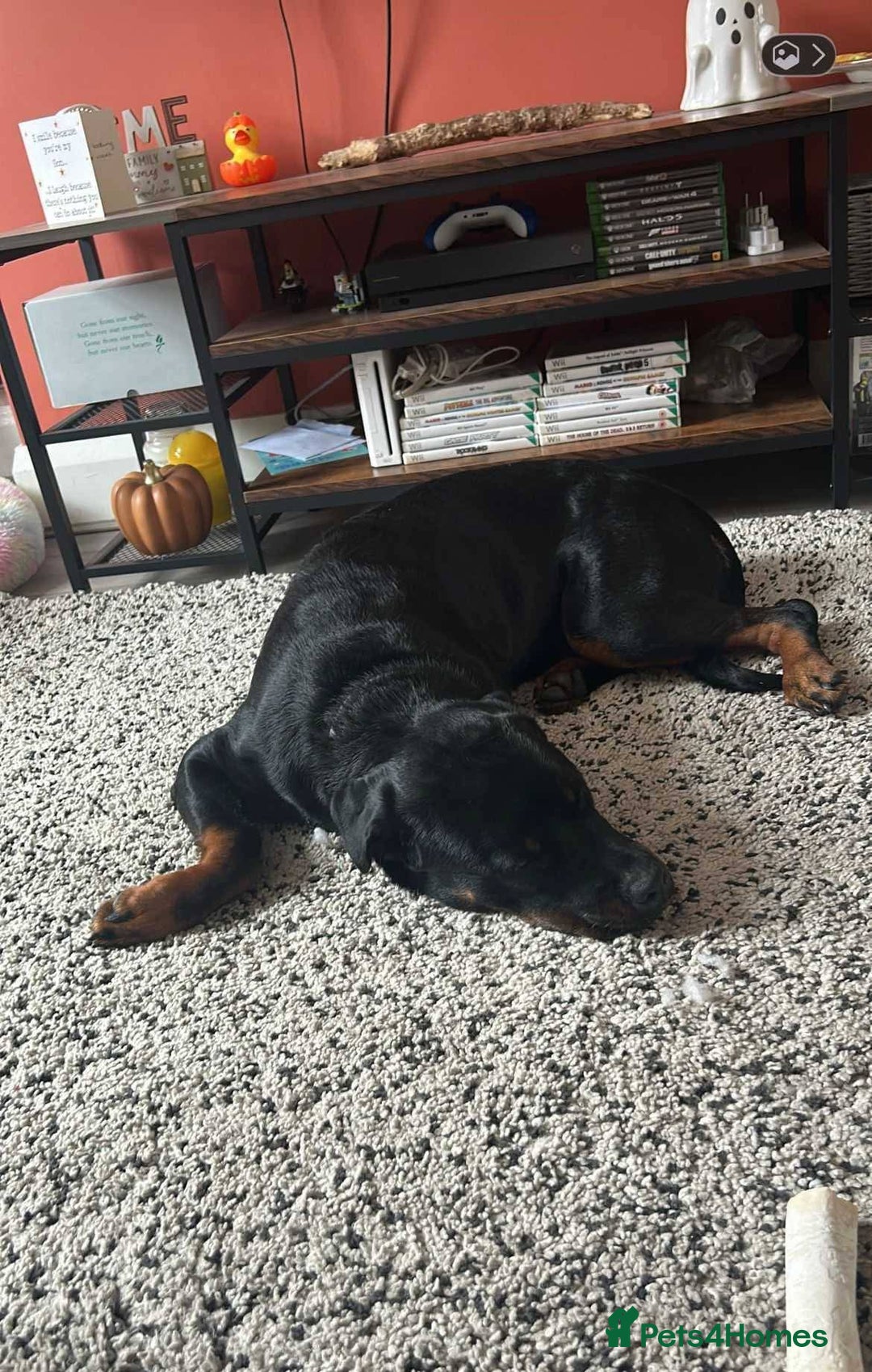 Mixed Breed dogs for adoption: Meet Nova, currently residing in Liverpool  - Advert 4