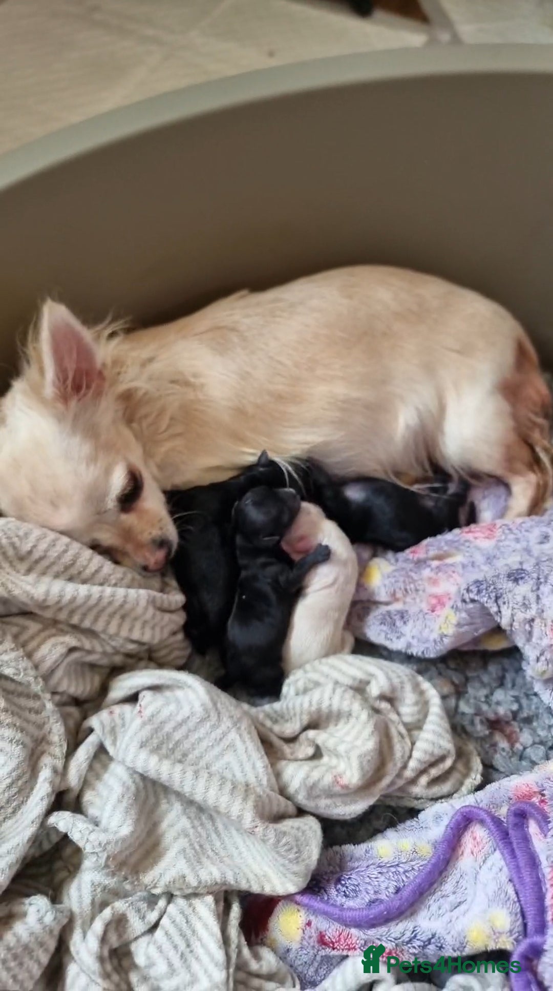 Chihuahua dogs for sale: Long haird Chihuahua puppies  - Image 6