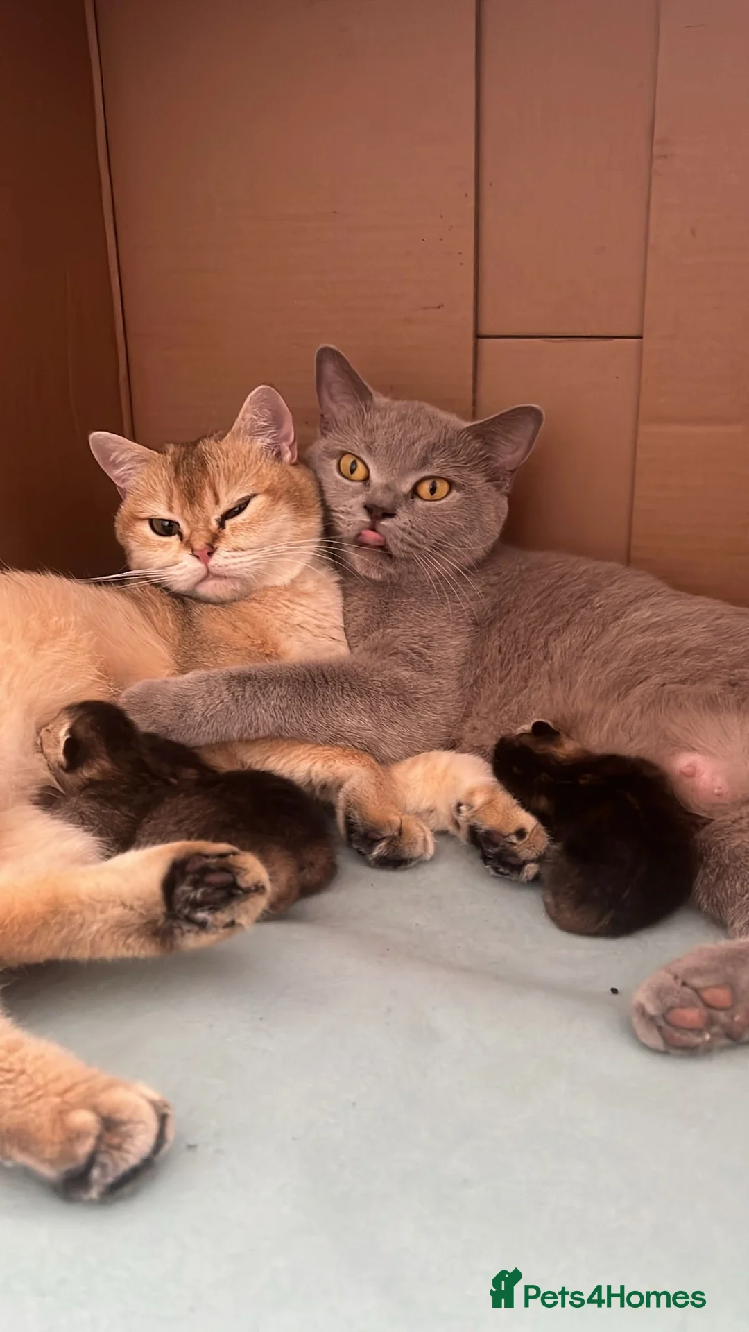 British Shorthair cats for sale: Grey bsh baby  - Advert 2