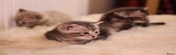 Bengal cats for sale: Adorable Snow / Charcoal Bengal kittens for sale - Advert 19