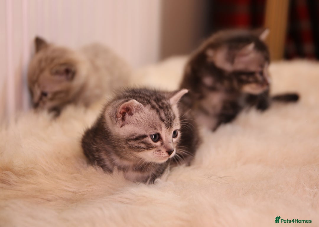 Bengal cats for sale: Adorable Snow / Charcoal Bengal kittens for sale - Advert 19