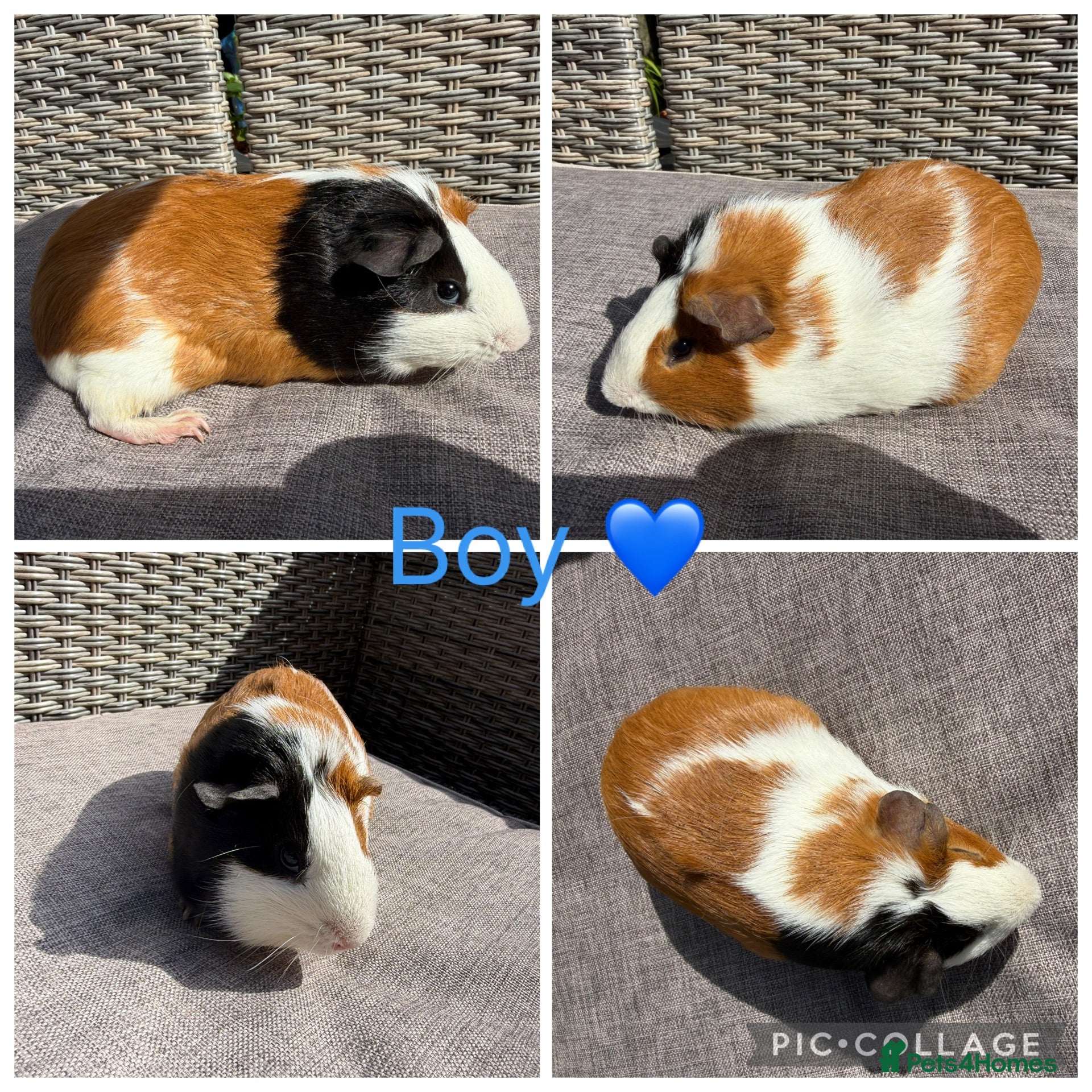 Guinea Pig rodents 8 male & 5 female guinea pigs for new homes  - Advert 1