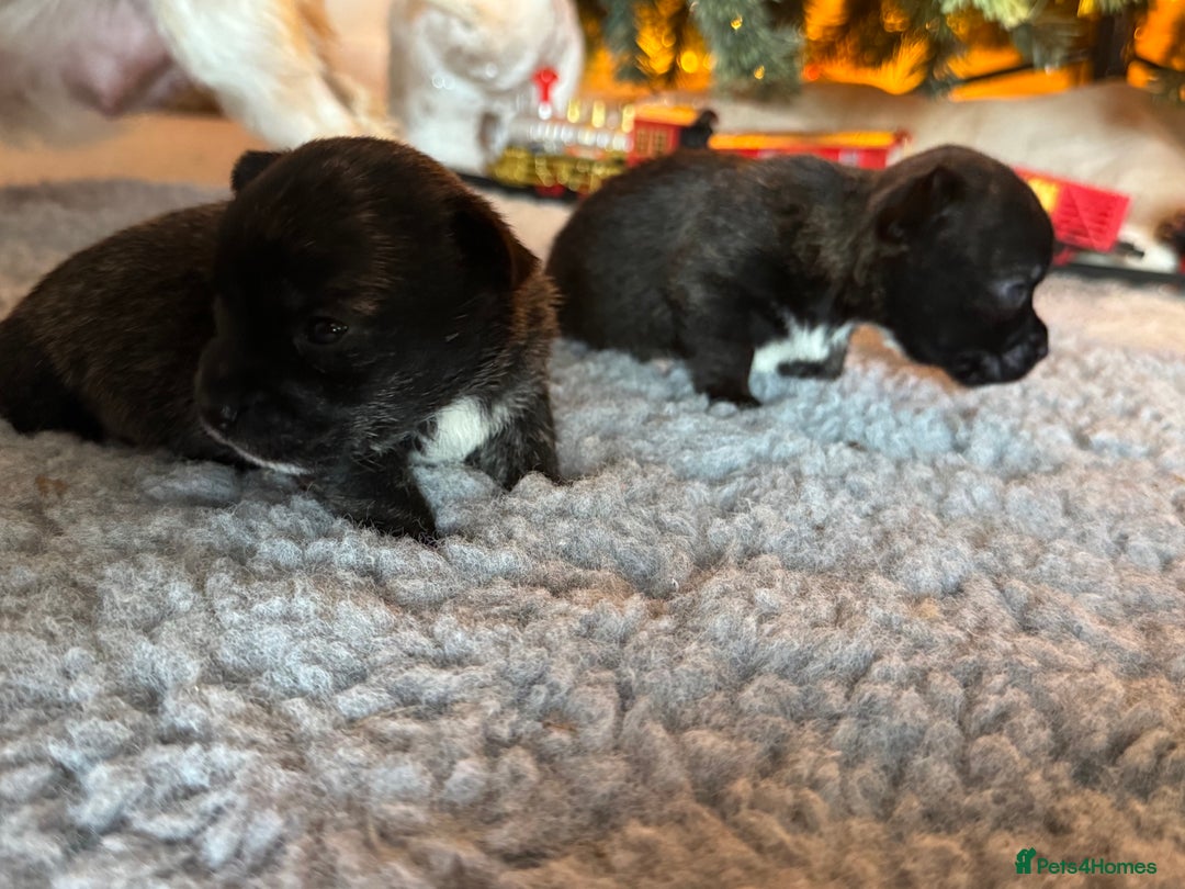 Mixed Breed dogs for sale: West highland cross Scottish terriers - Advert 3