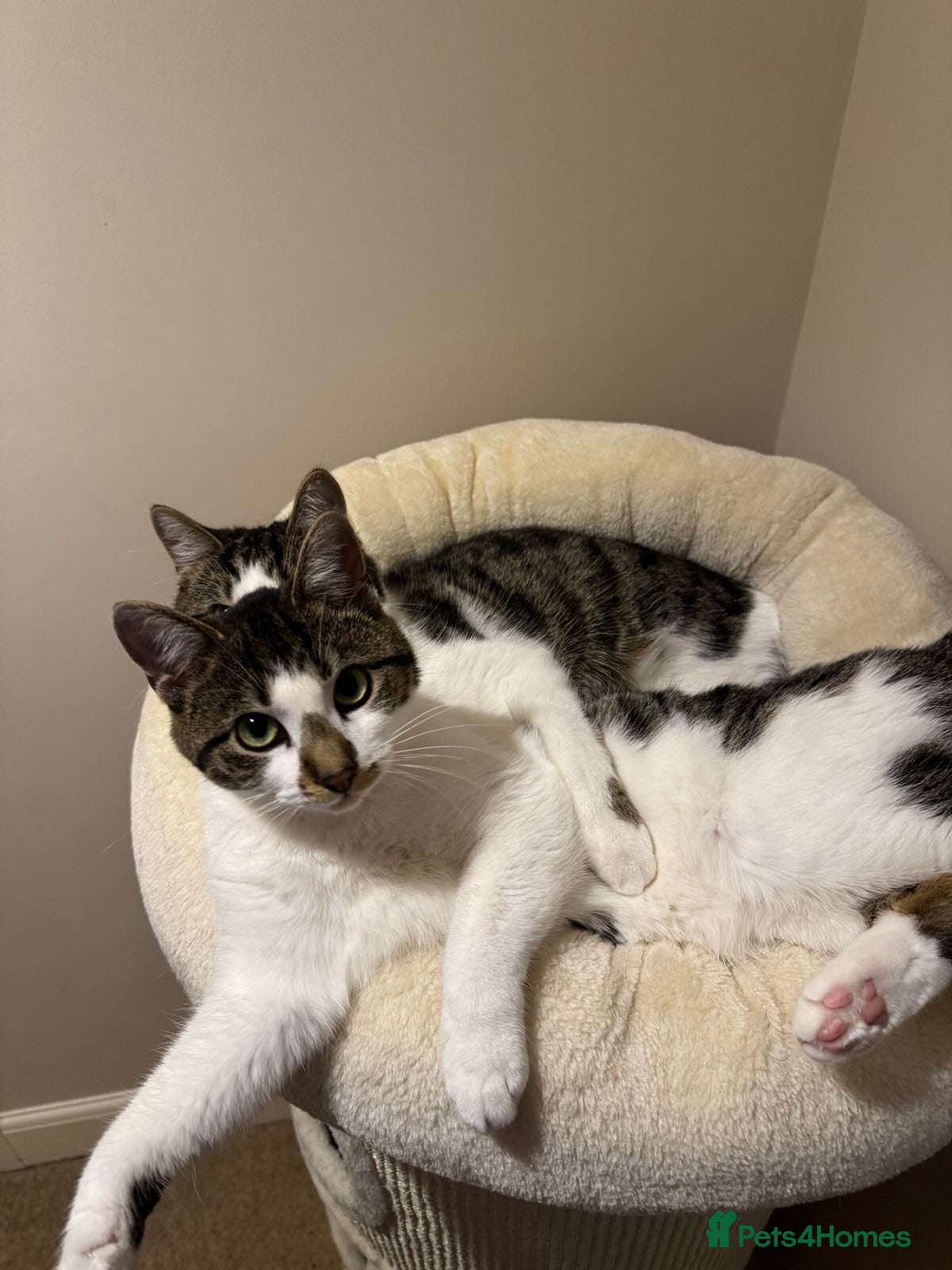 Domestic Shorthair cats Two Bonded Siblings for Sale - Advert 1