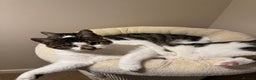Domestic Shorthair cats for sale: Two Bonded Siblings for Sale - Advert 12