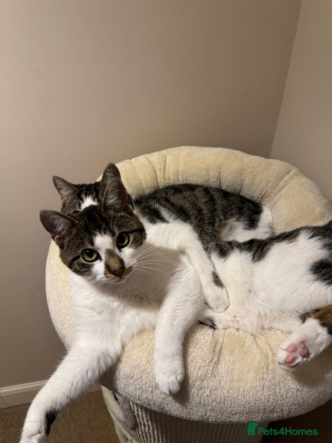 Domestic Shorthair cats for sale: Two Bonded Siblings for Sale - Advert 12