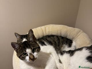 Domestic Shorthair cats Two Bonded Siblings for Sale - Advert 1