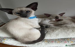 Siamese cats for sale: Gorgeous New Style Siamese Kittens - Image 6
