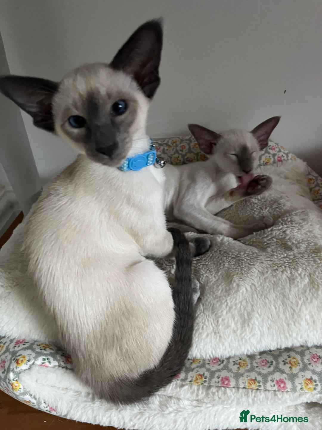Siamese cats for sale: Gorgeous New Style Siamese Kittens - Image 6