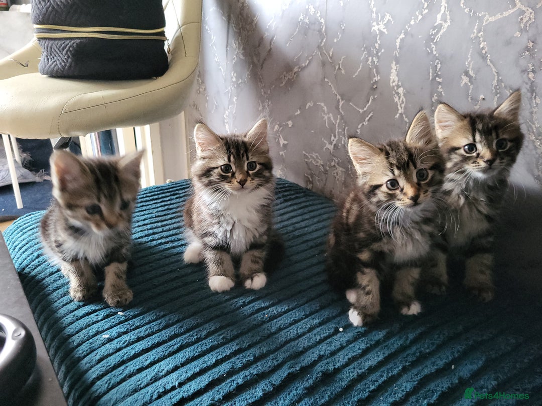 Mixed Breed cats for sale: Kittens for sale  - Image 2