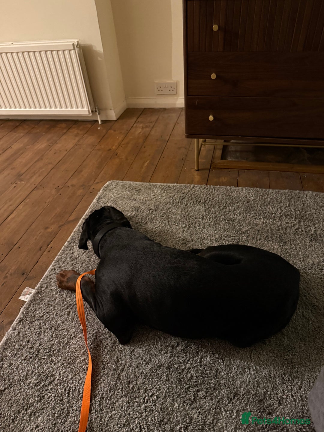 Dobermann dogs for sale: Male Doberman for Sale - Advert 4