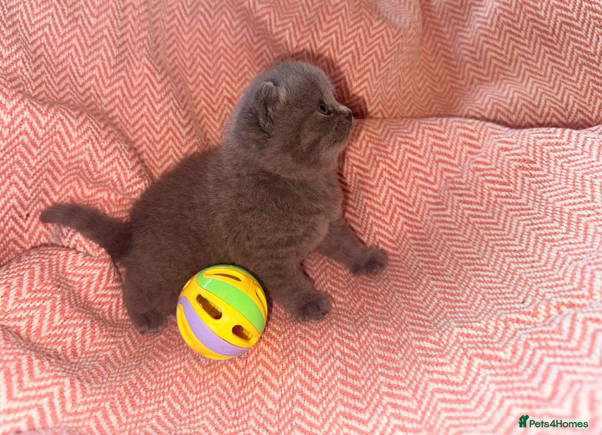 British Shorthair cats GCCF Registered Blue Female - Advert 2