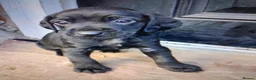 Mixed Breed dogs for sale: Patterpoos - Advert 11