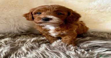Cavapoo dogs - Advert 15
