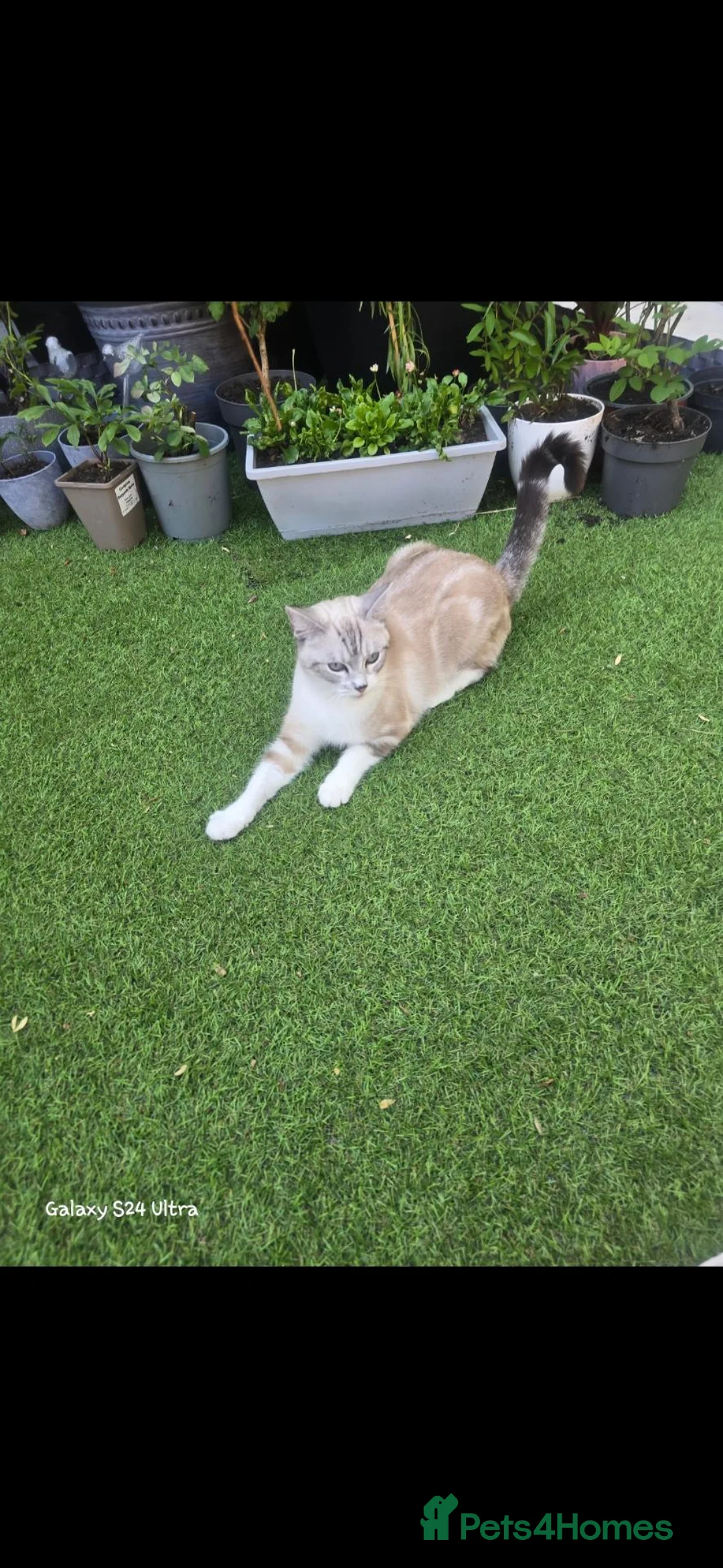 Mixed Breed cats for sale: Half ragdoll half maine coon need forever laps in Leigh - Advert 2
