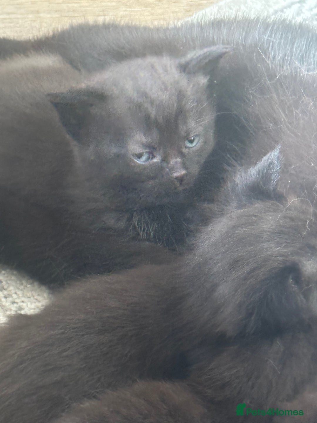 British Shorthair cats for sale: British shorthair kittens  - Image 4