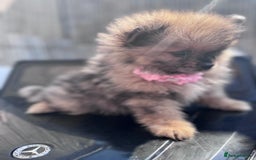 Pomeranian dogs for sale: Tea cup Pomeranians  - Image 5