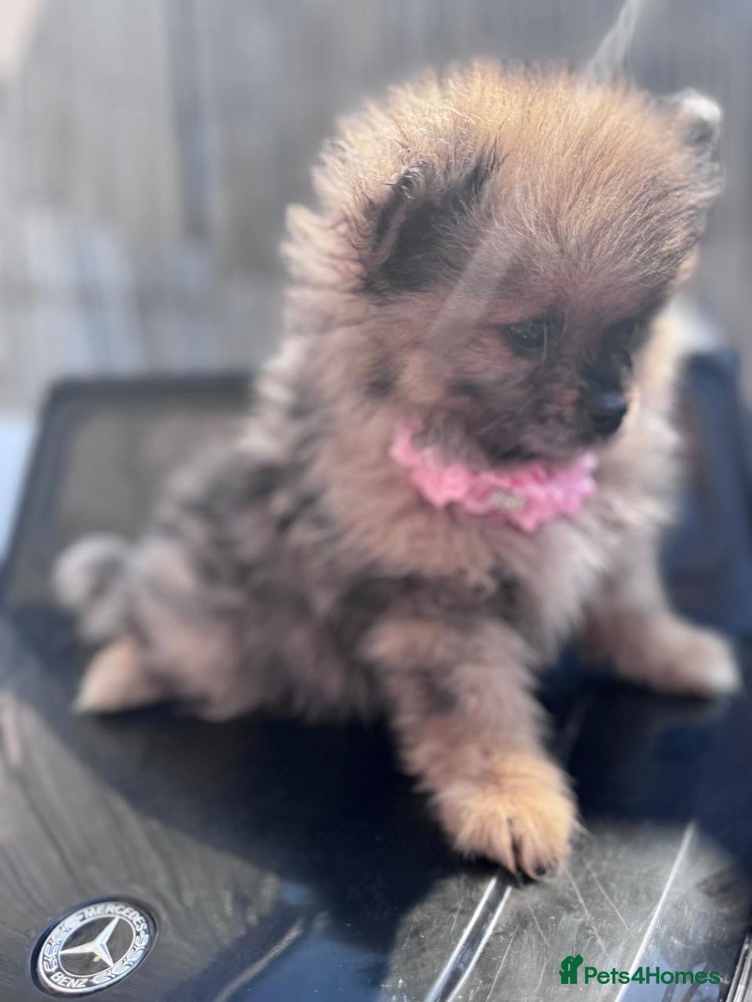 Pomeranian dogs for sale: Tea cup Pomeranians  - Image 5