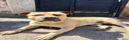 Mixed Breed dogs for sale: URGENT House Trained Staffy/Mastiff rehoming - Advert 11