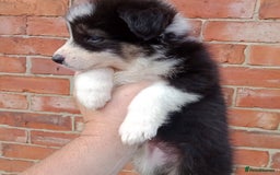 Border Collie dogs for sale: Border Collie pups - Image 5