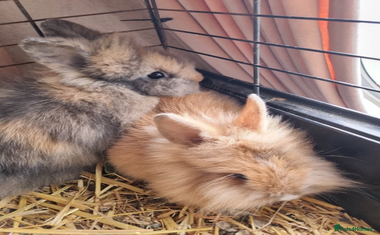 Lionhead rabbits - Advert 9