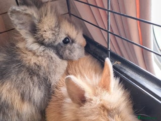 Lionhead rabbits - Advert 10