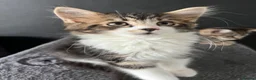 Mixed Breed cats for sale: Fluffy Kittens for sale - Advert 5