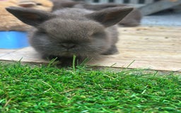 Mini Lop rabbits for sale: Beautiful mini lops - Image 7